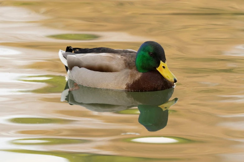 a duck swimming on the water in a pond