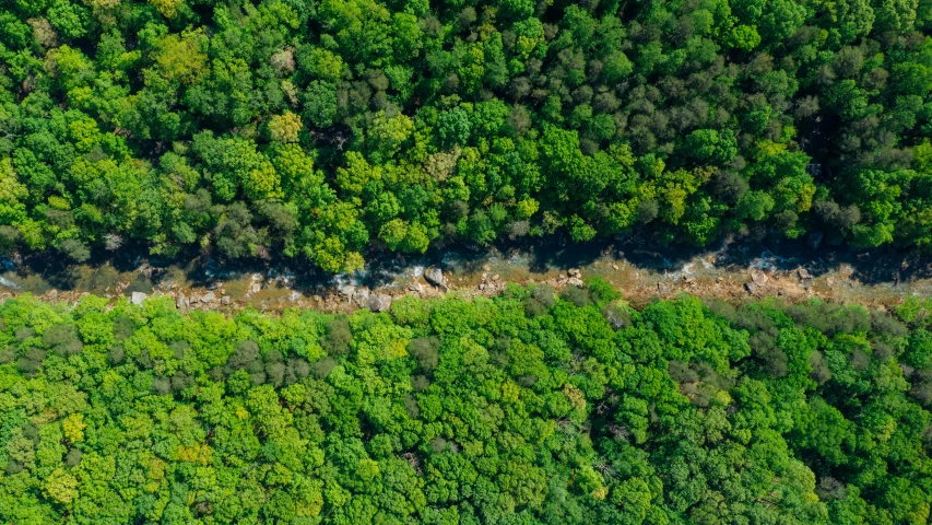 an aerial po shows the trees and ground