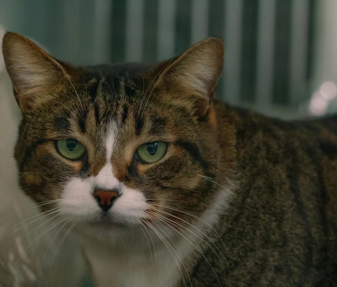 a brown and white cat looks directly at the camera