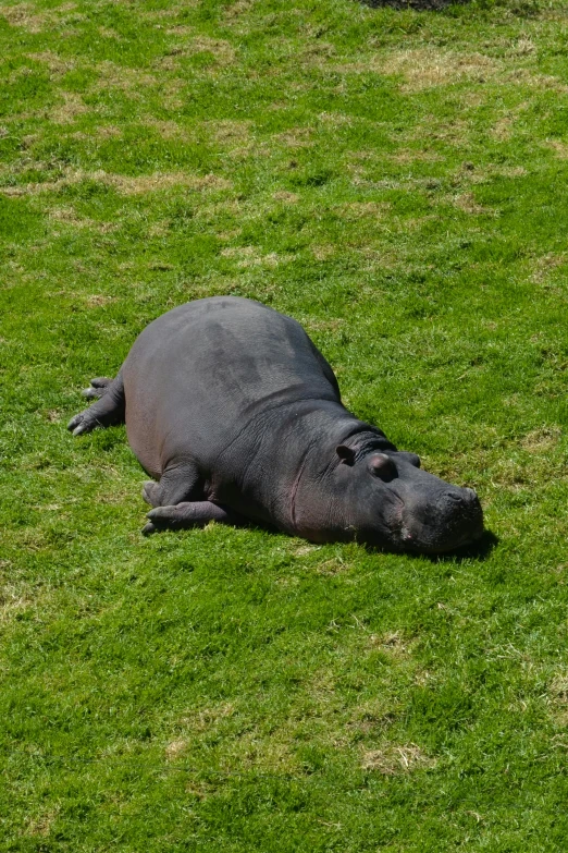 a hippo laying in the grass with his head tilted