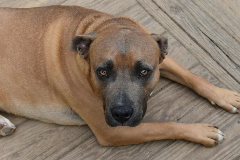 a brown and black dog laying on top of wooden floor