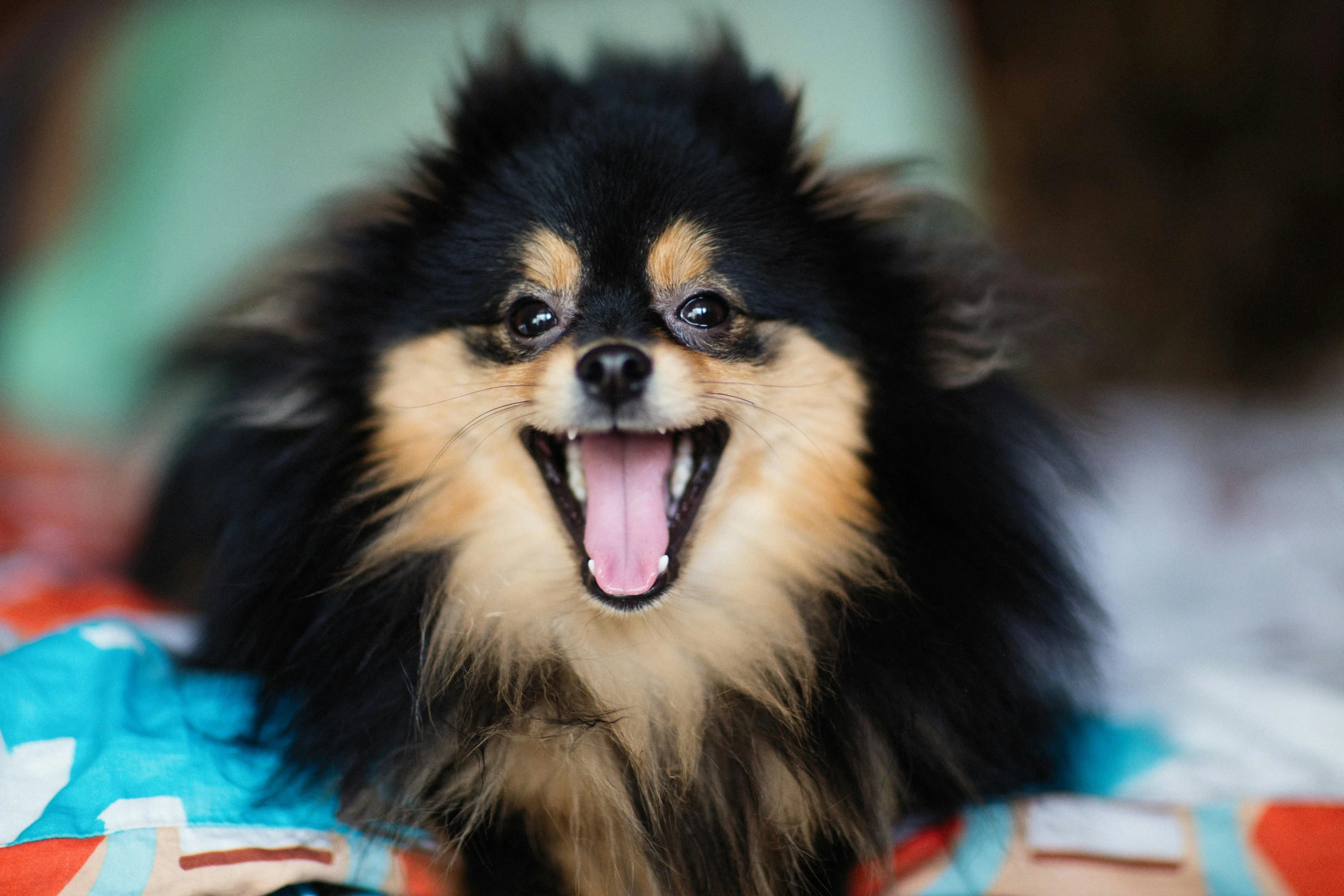 an adorable dog with a happy expression on a bed