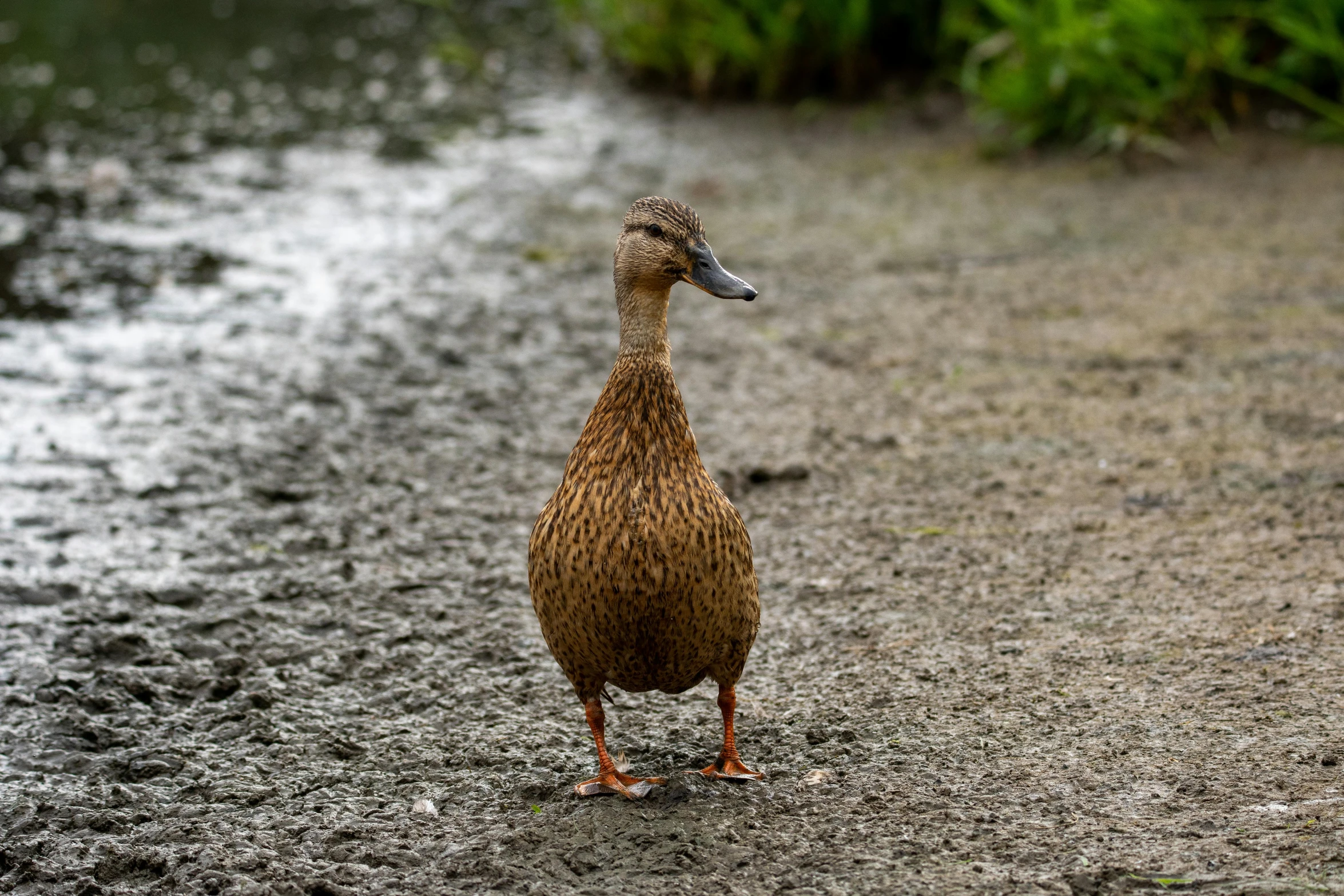 a duck is walking on the beach in the sand