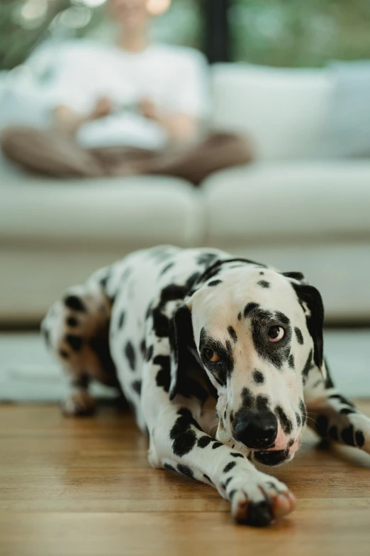 a spotted dalmatian lays down on the floor in front of the family room