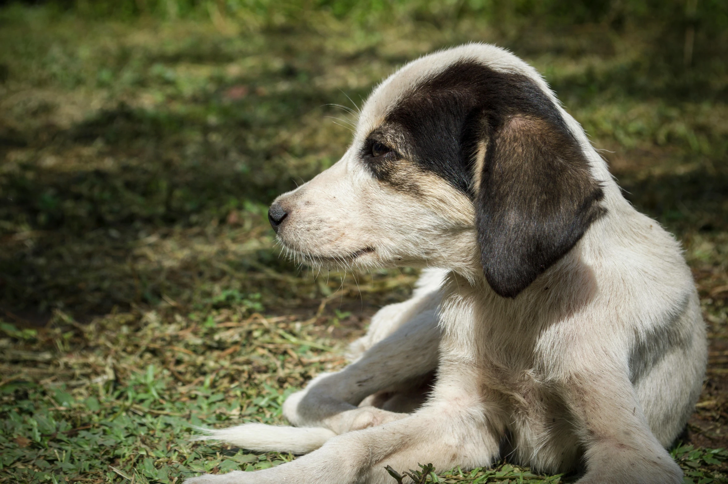 a black and white dog laying on top of grass