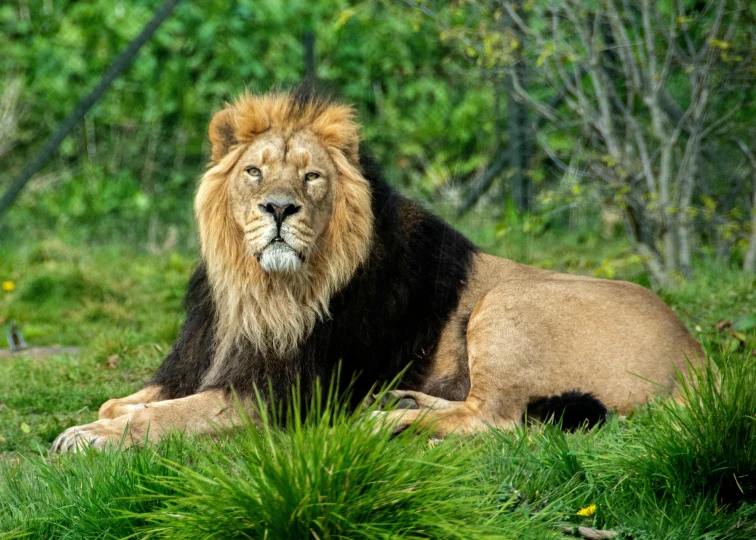 a lion sitting in the grass in front of some trees