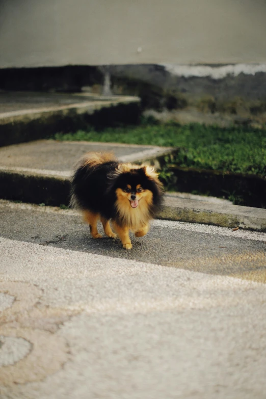 a little dog walks on concrete steps next to grass