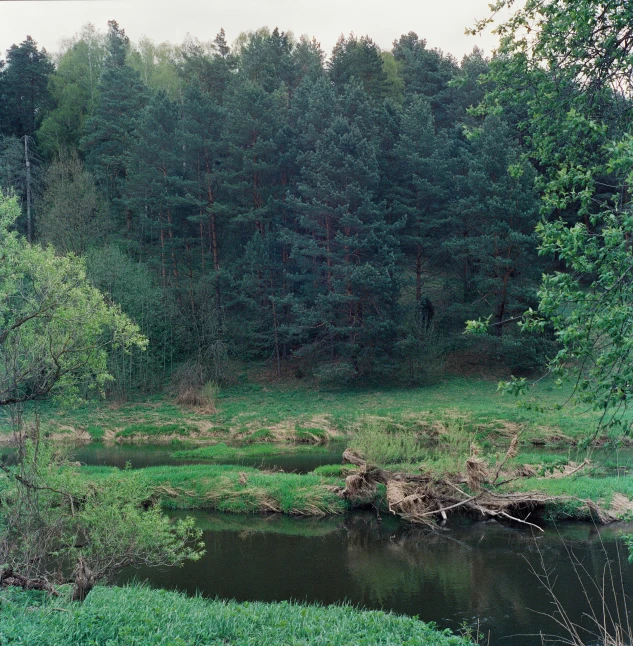 a body of water surrounded by lush green trees