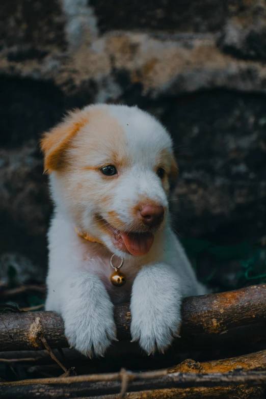 a dog with a gold collar is standing next to a tree nch