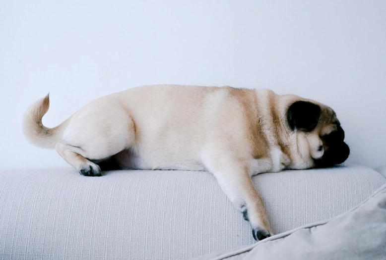 a white dog laying on top of a couch