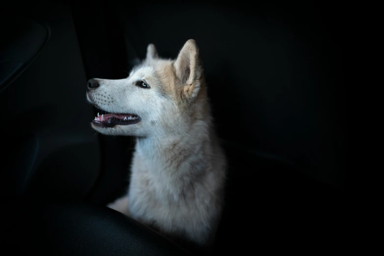 a white husky dog in the dark on the dash of a car