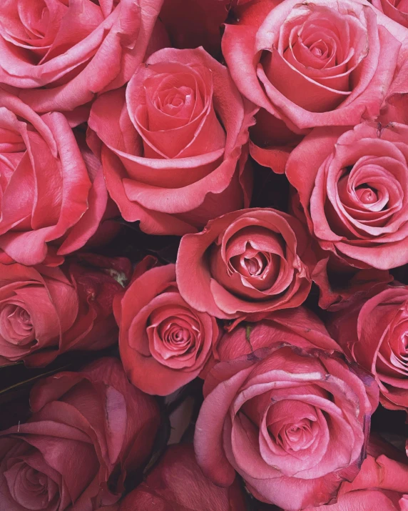 a closeup of pink roses with buds on them