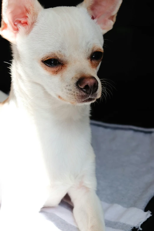 a small white dog with brown eyes laying on the blanket