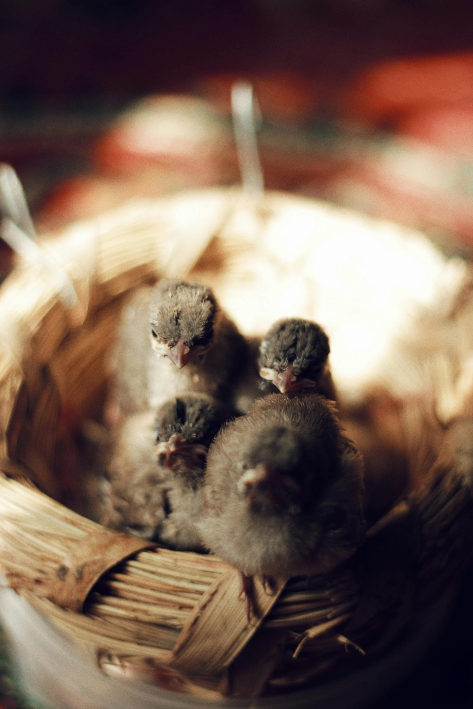 three tiny birds sitting in a bowl on a table