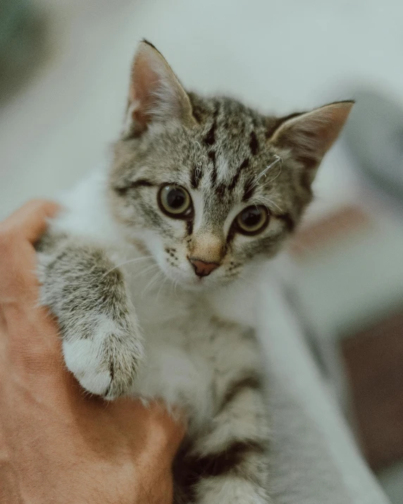 the kitten is standing up and being petted