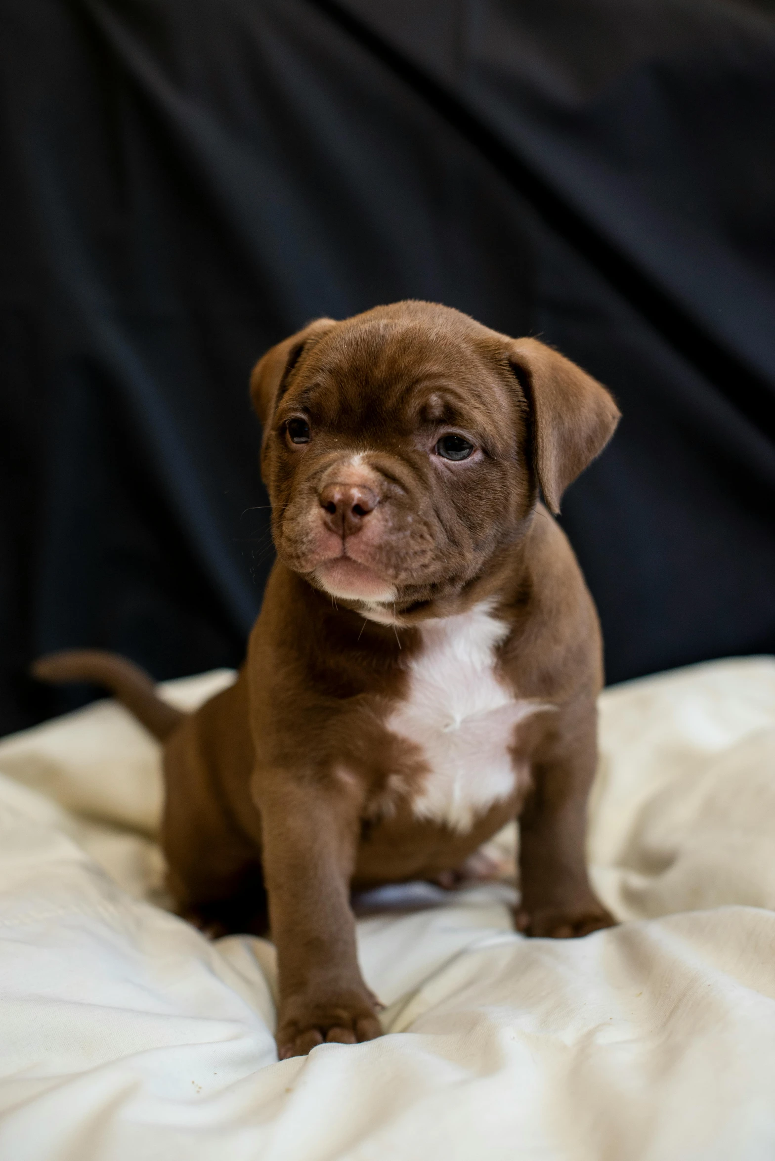 a puppy sitting on a white pillow in a black background