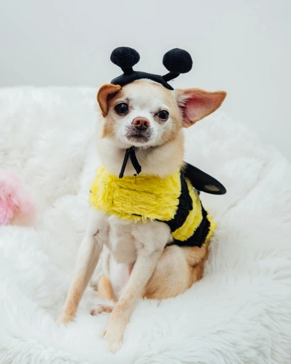 chihuahua wearing yellow and black costume in white room