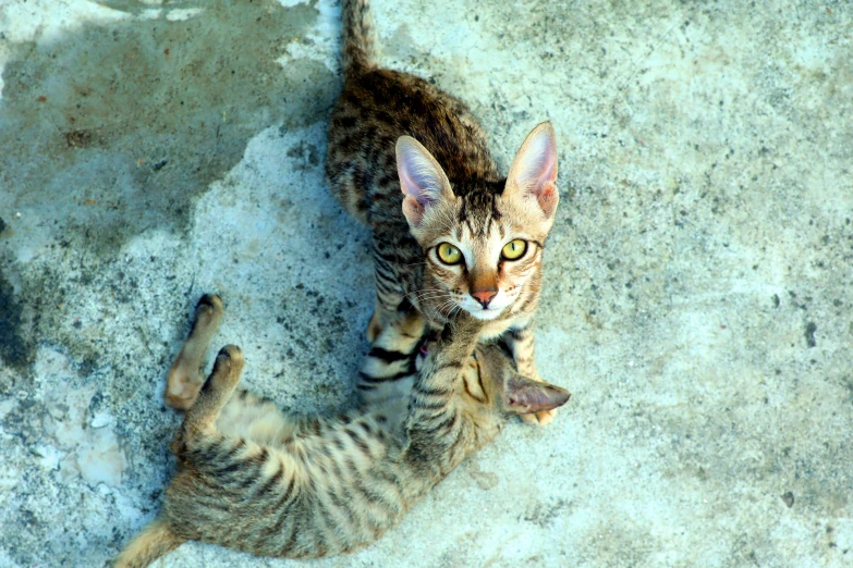 the kitten is playing with a ball while standing on its hind legs