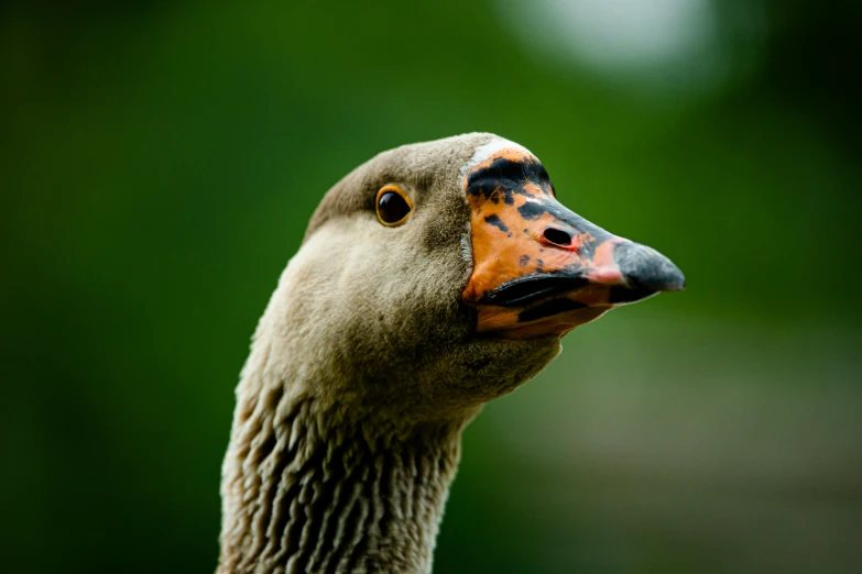 the duck with orange spots has a dark green background