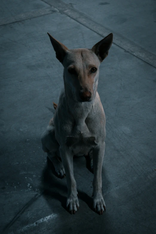 a small dog that is sitting on concrete