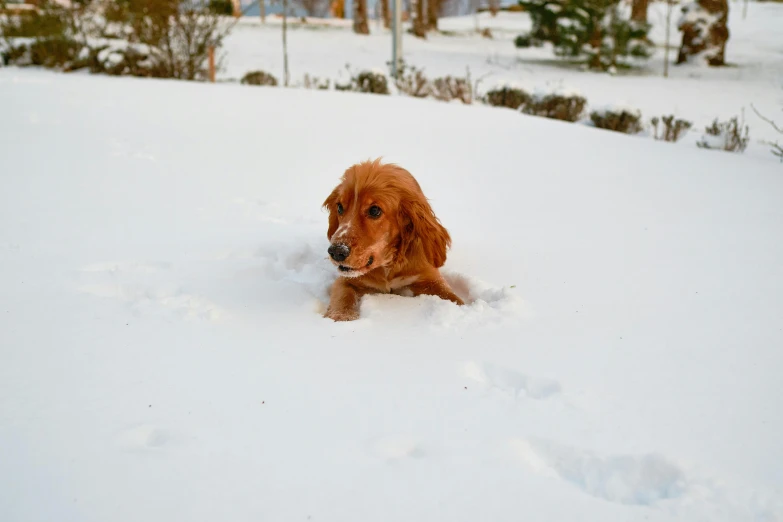 a dog is running through the snow outside