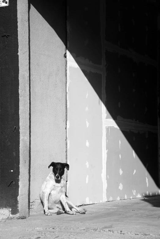 a black and white po of a small dog outside