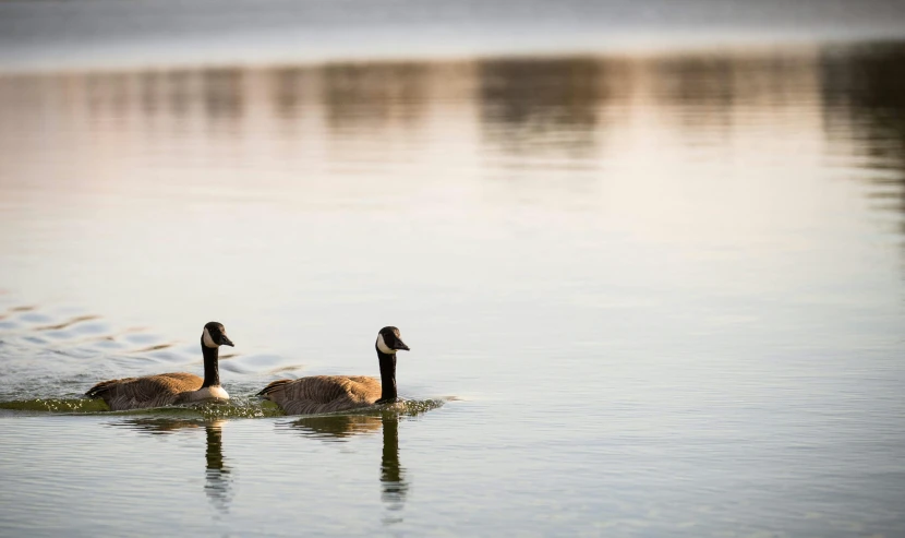 two birds are swimming in the calm water