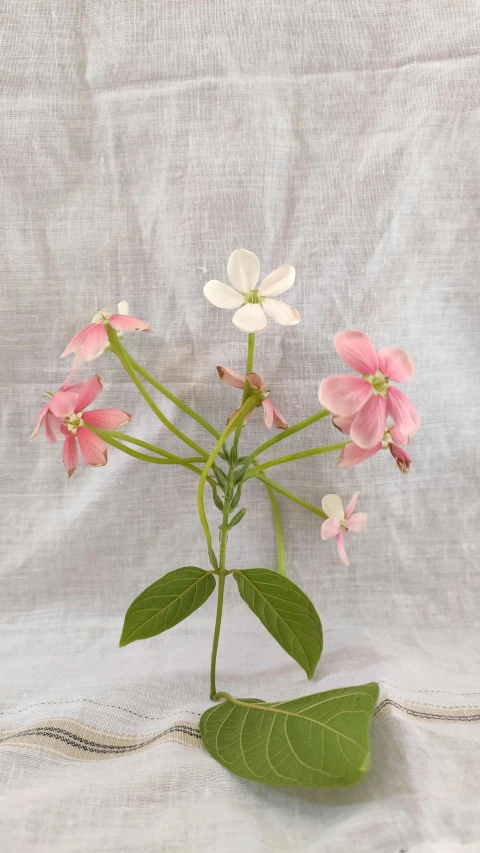 a pink and white plant that is sitting on a table