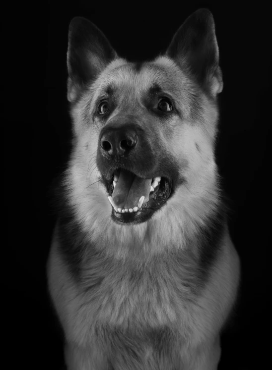 a close up of a dog with a black background