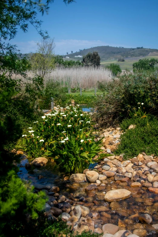 a small river running through a lush green countryside