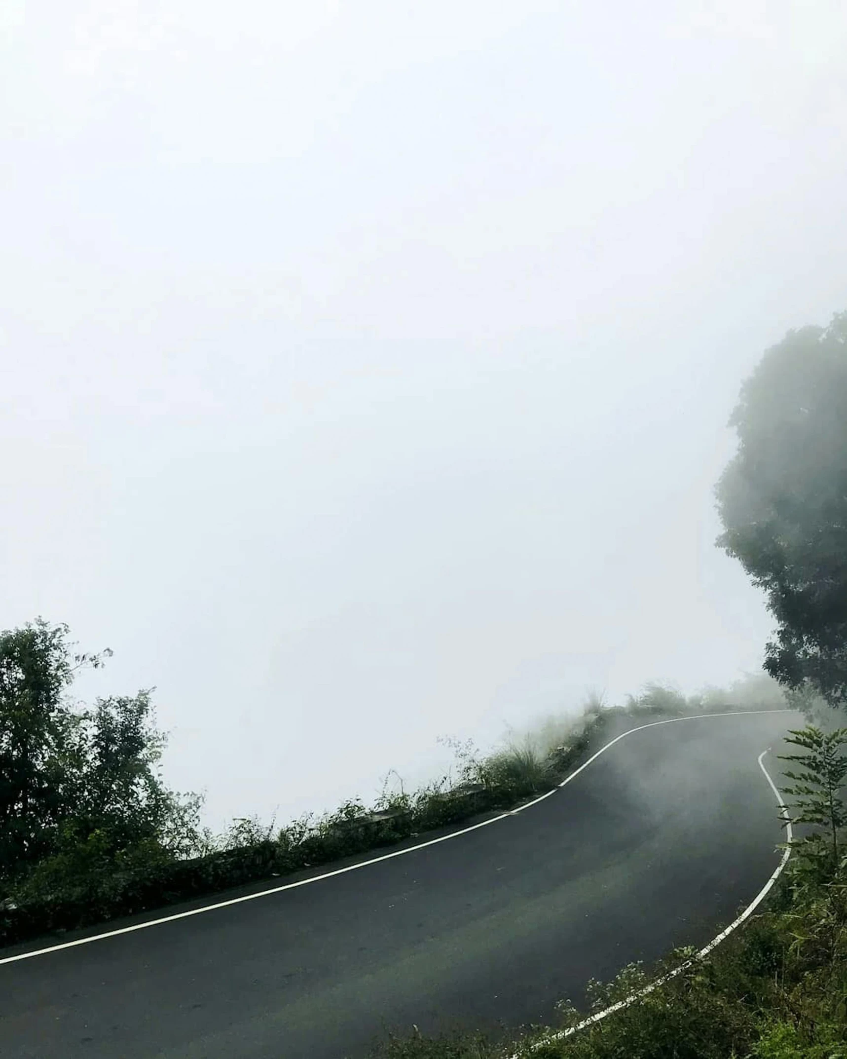 a winding road and tree on a hill with fog