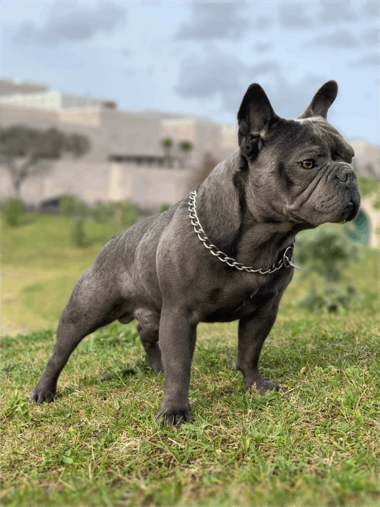 a gray dog on green grass with a chain around his neck