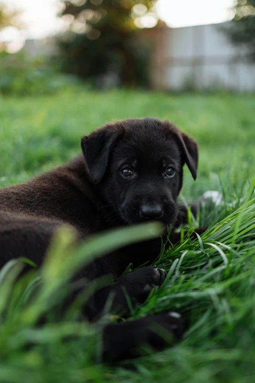 a black puppy laying down in the grass