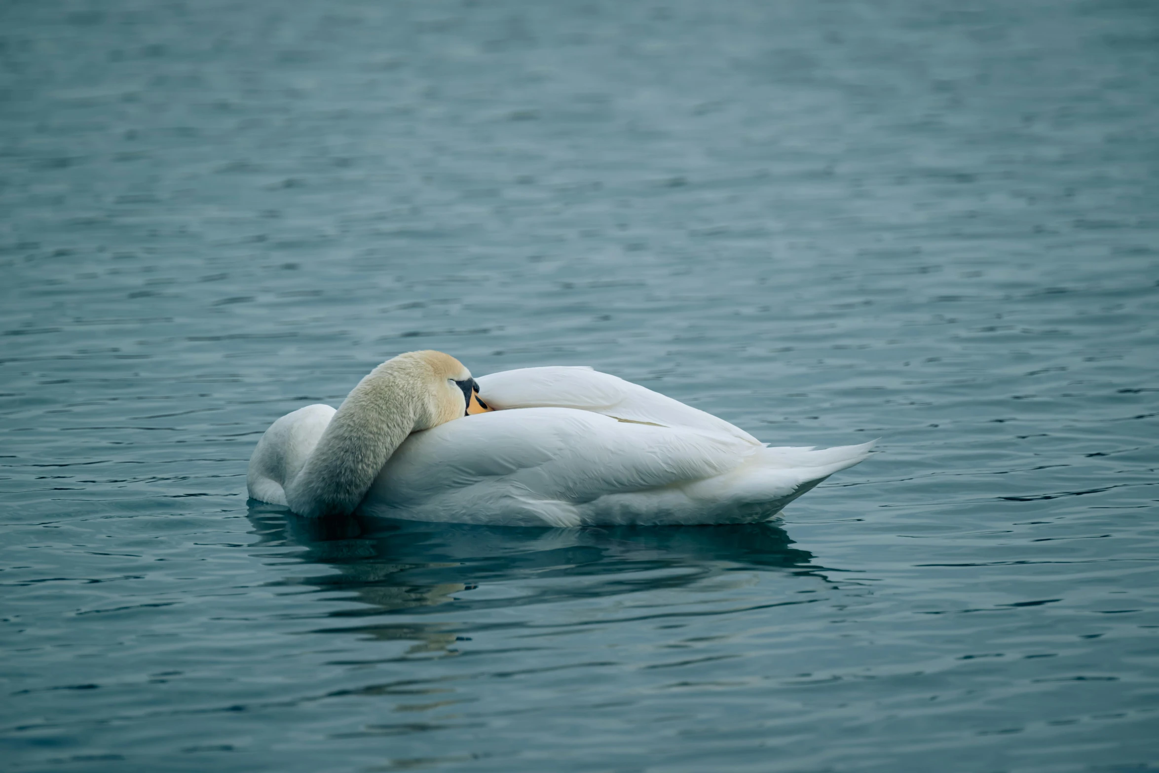 a large white duck swimming on top of a lake