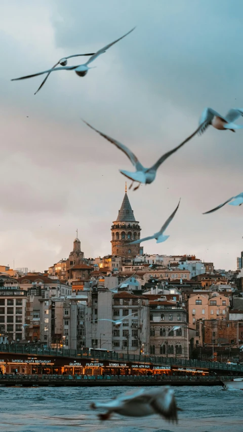 seagulls flying around and over the city at sunset