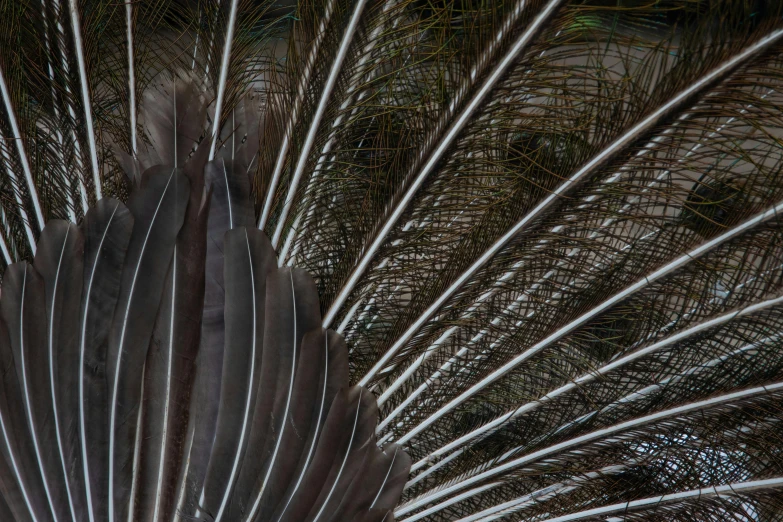 a peacock is looking at its feathers spread out