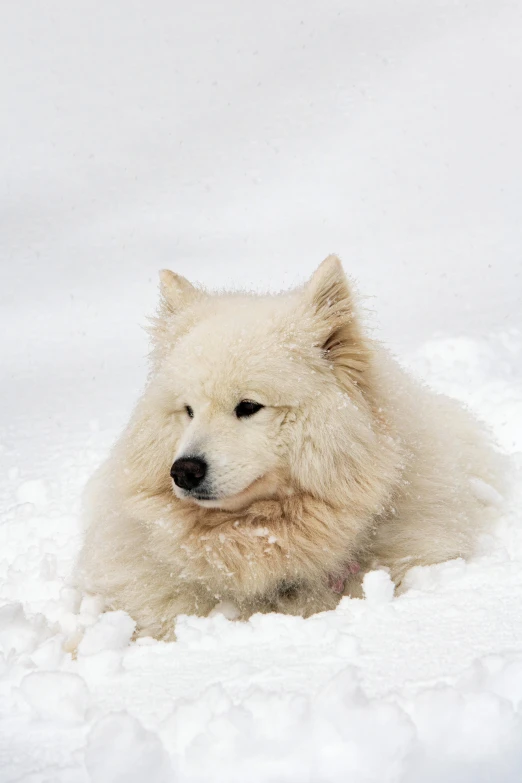 an adorable white dog laying in the snow