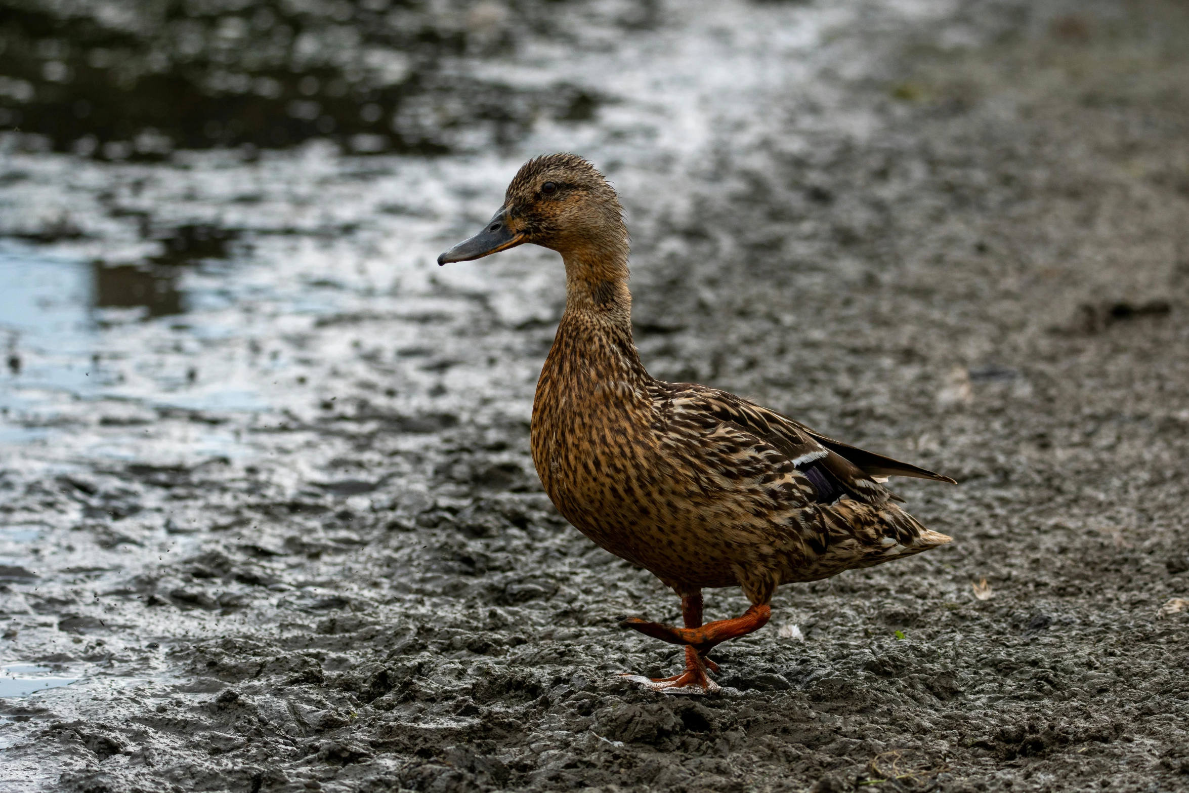 a duck is walking on the beach near the water