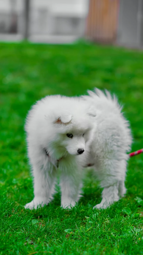 small white dog stands on green grass in front of a house