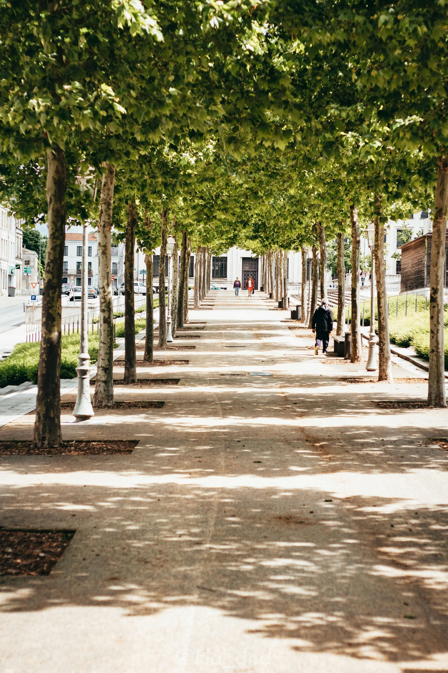 row of trees lining an empty walkway with people sitting