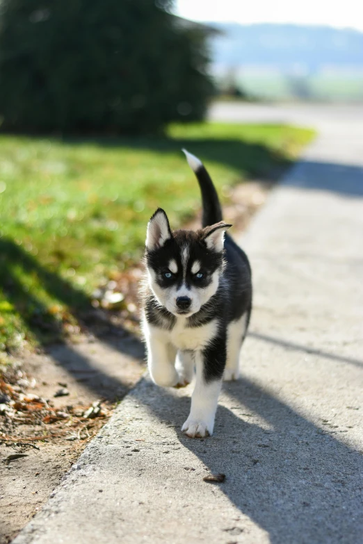 a black and white husky dog is walking down the street