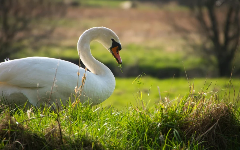 a large swan in the middle of some green grass