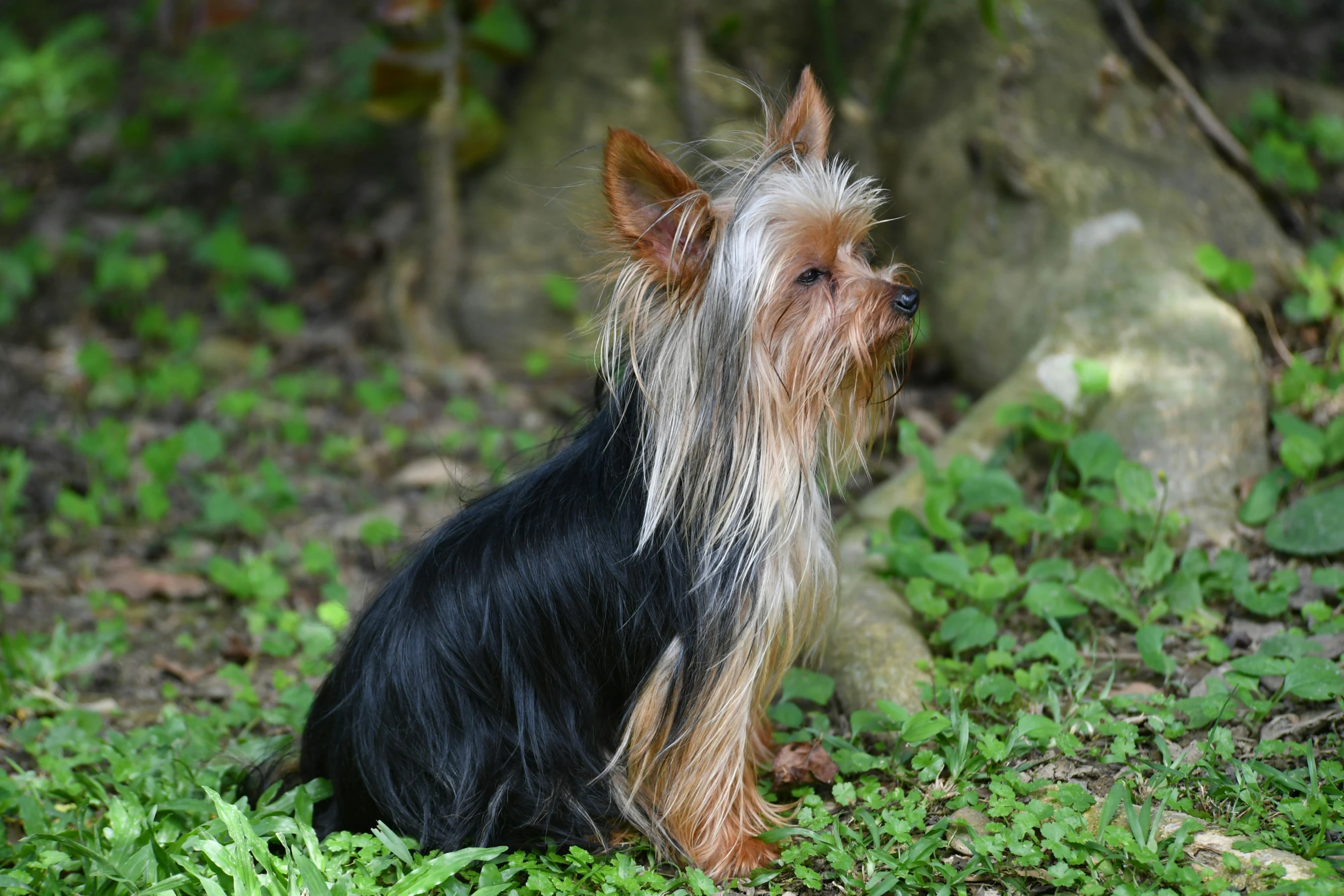 the little dog sits in the lush green grass