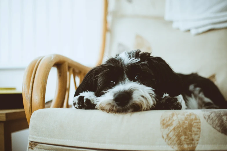 a black and white dog sitting on top of a couch