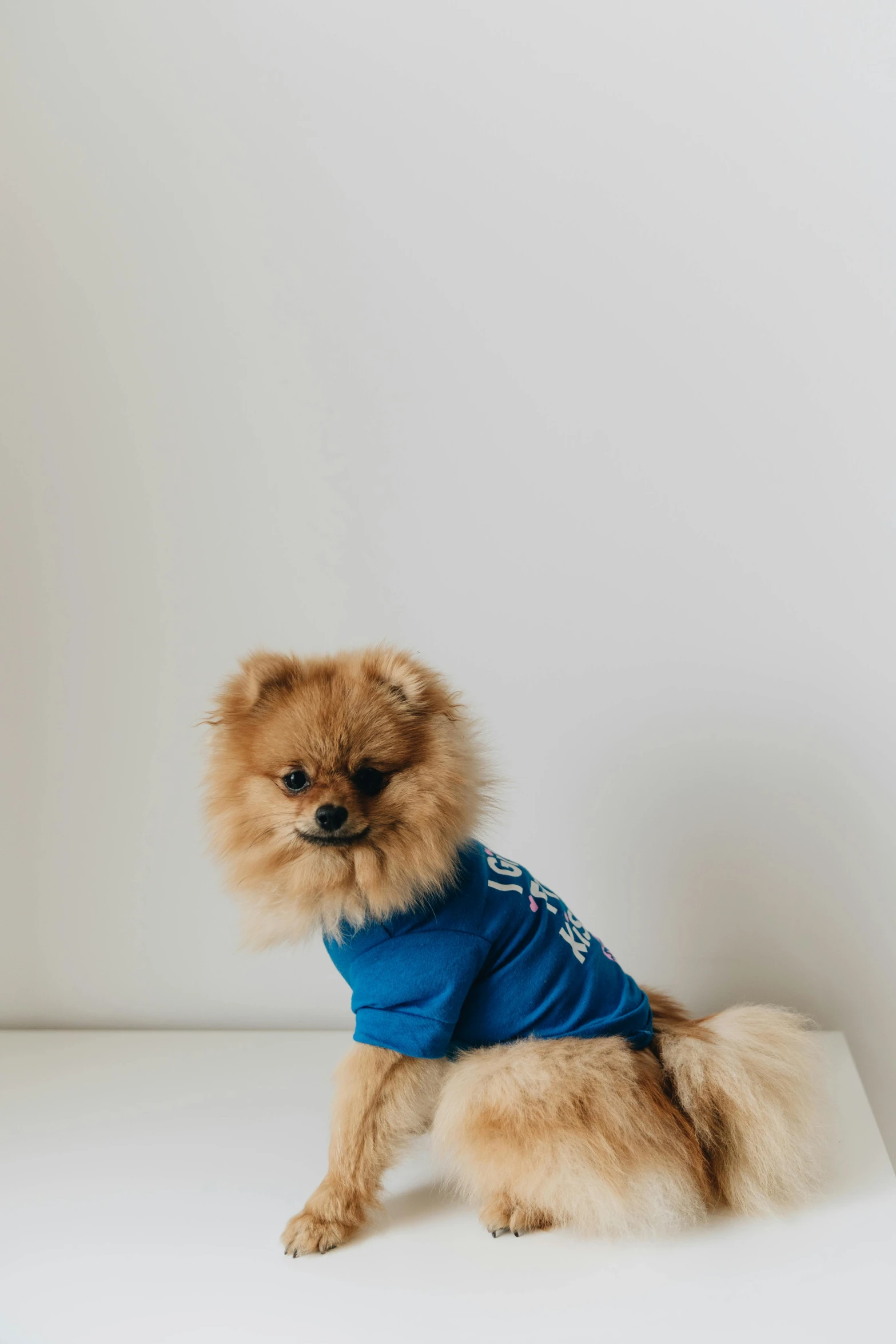 a small dog with a shirt on on a white table