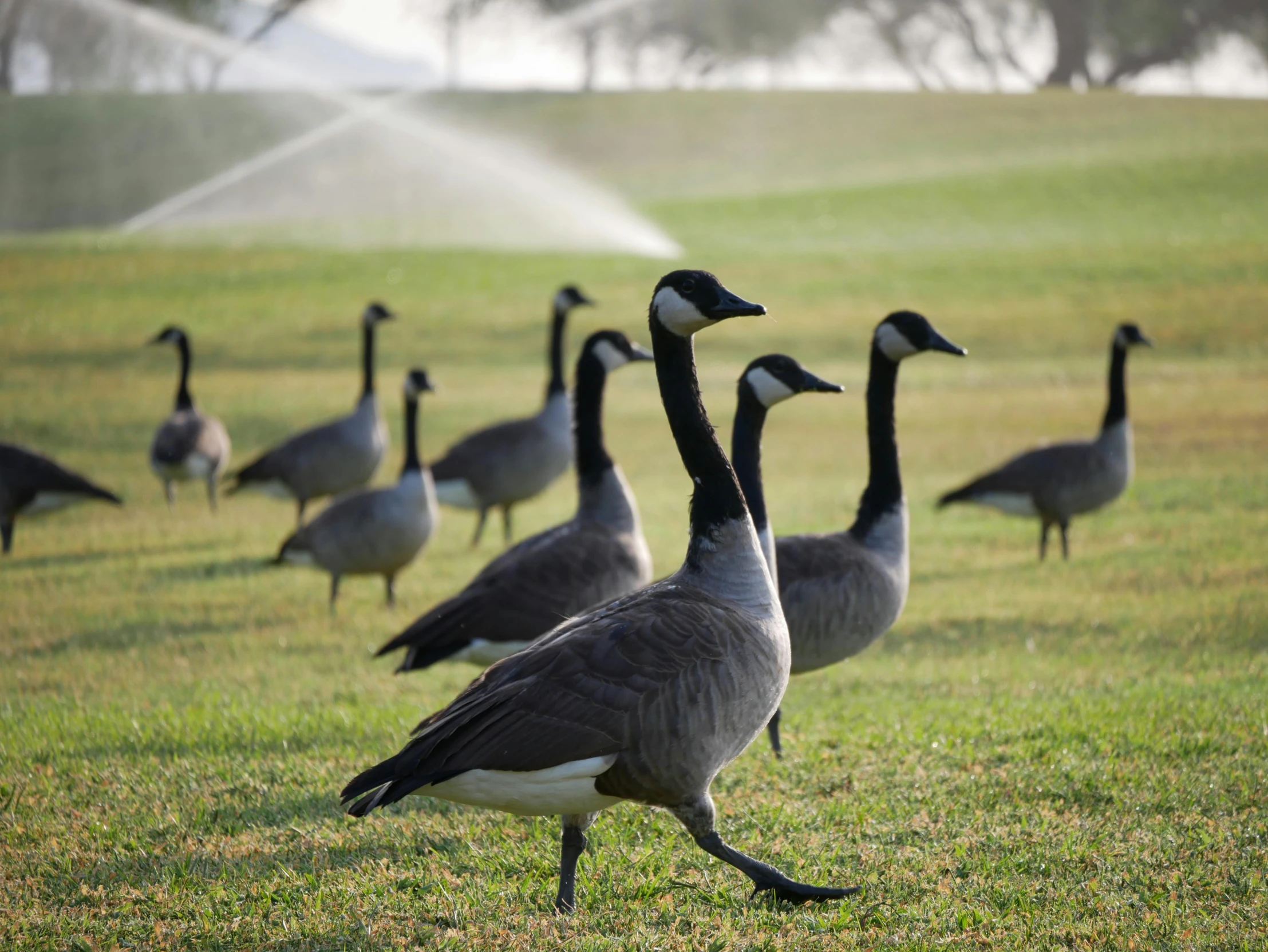 many birds walking around in the grass next to an sprinkler