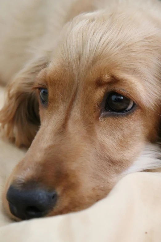 a brown dog resting its head on the covers