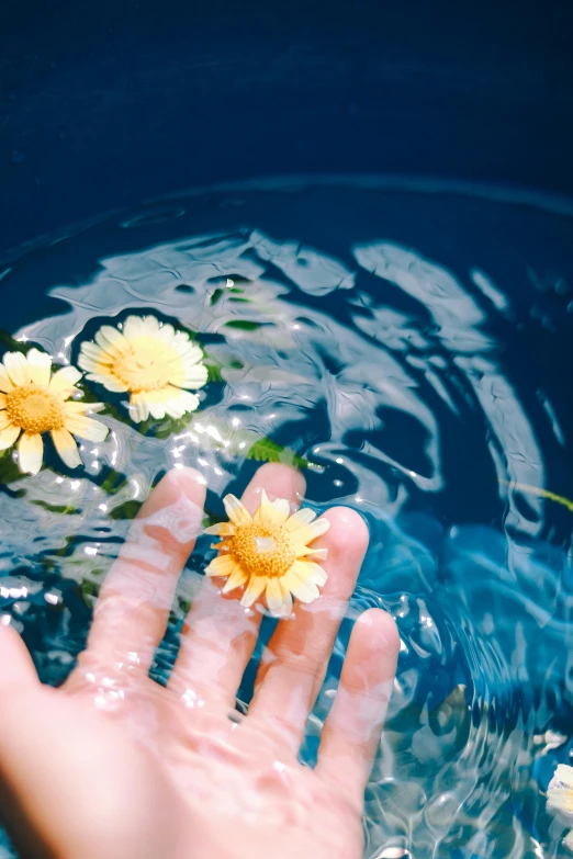 a person's hand with water and yellow flowers floating on it