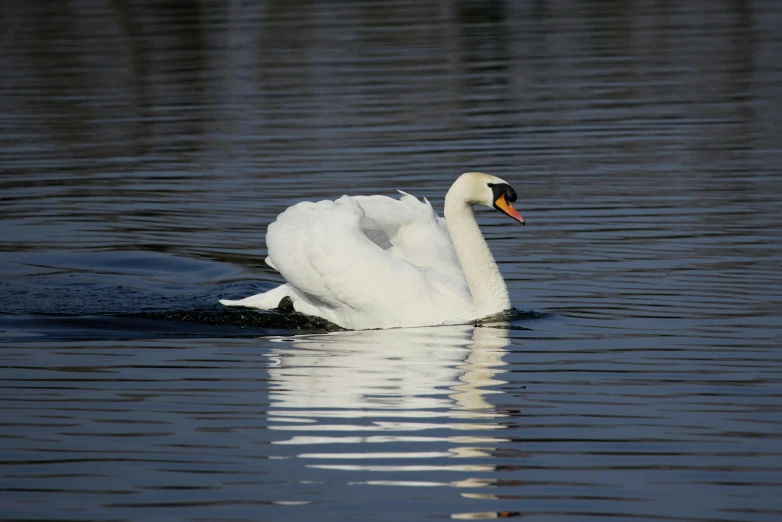 a large white swan swimming in a river