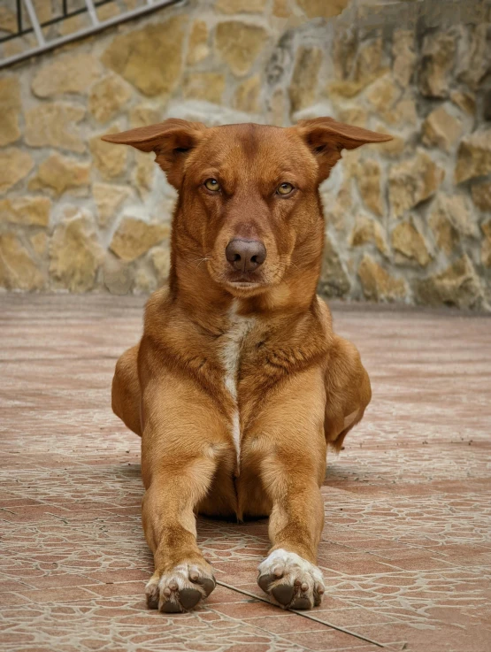 a brown dog sitting on the ground with his  out